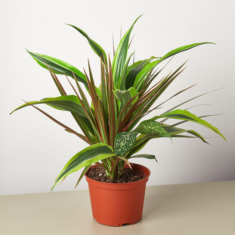 Load image into Gallery viewer, Dracaena 'Combo'
