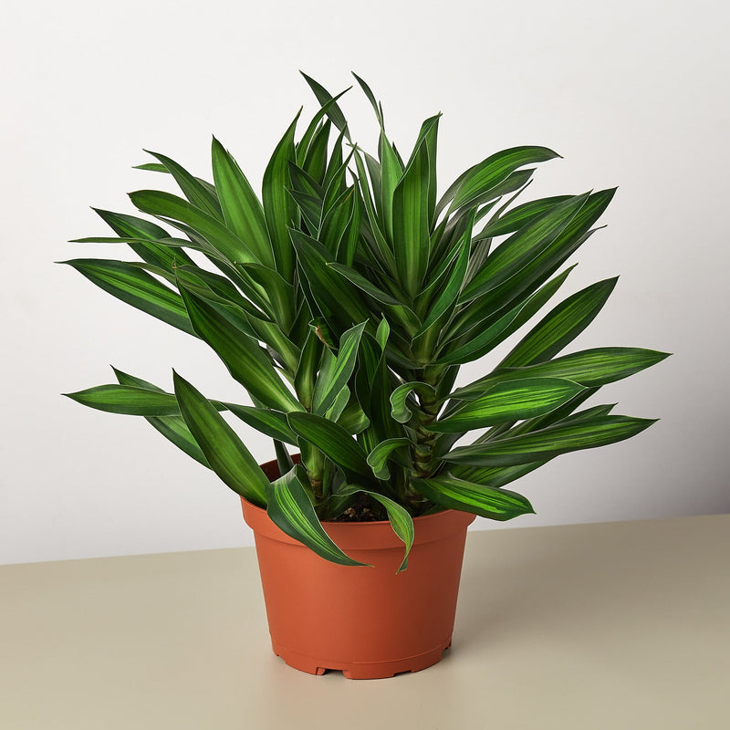 Load image into Gallery viewer, Dracaena 'Song of Jamaica'
