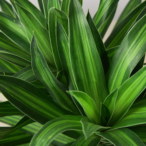 Dracaena 'Song of Jamaica', detail view