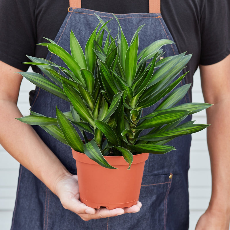 Load image into Gallery viewer, Dracaena 'Song of Jamaica'
