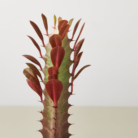 Succulent Euphorbia 'Trigona Rubra', detail view