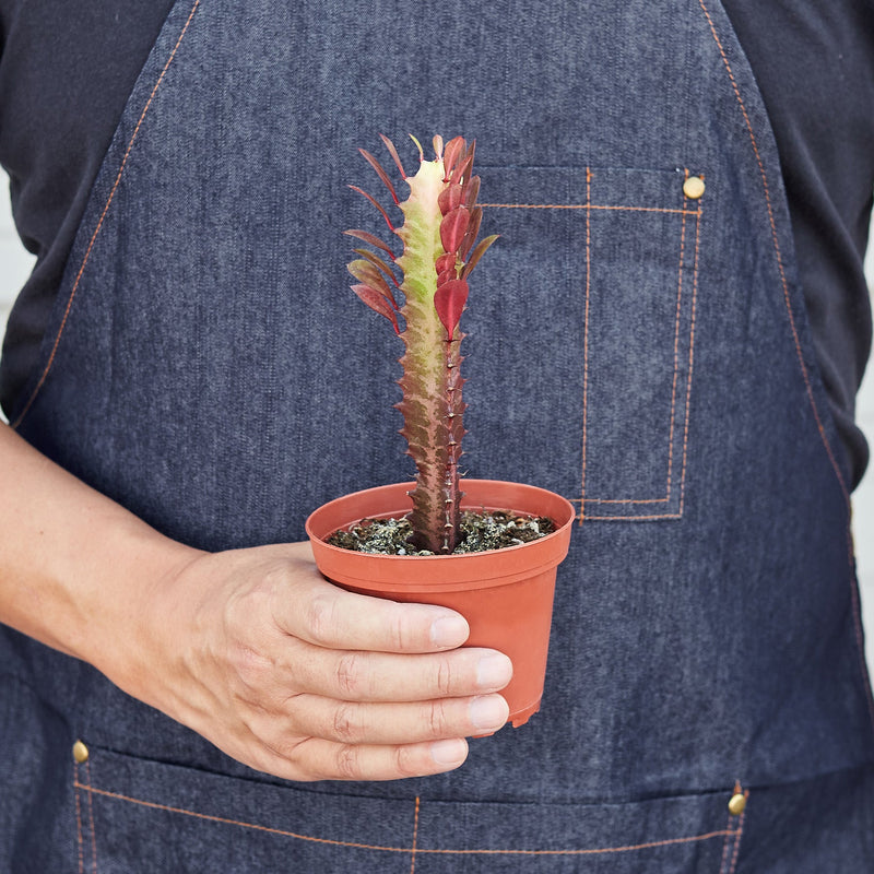 Load image into Gallery viewer, Succulent Euphorbia 'Trigona Rubra'
