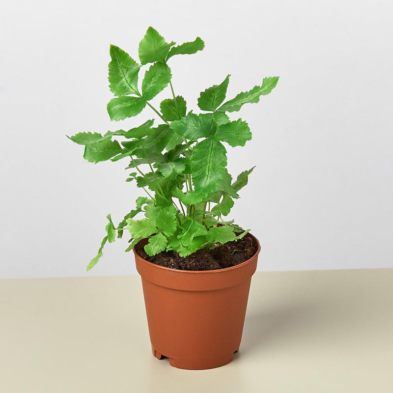 Load image into Gallery viewer, Pteris Cretica 'Albo Fern'
