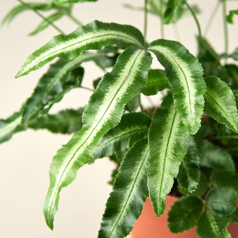 Pteris Cretica 'Albo Fern', detail view