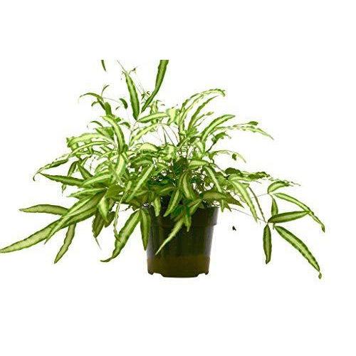 Load image into Gallery viewer, Pteris Cretica 'Albo Fern'
