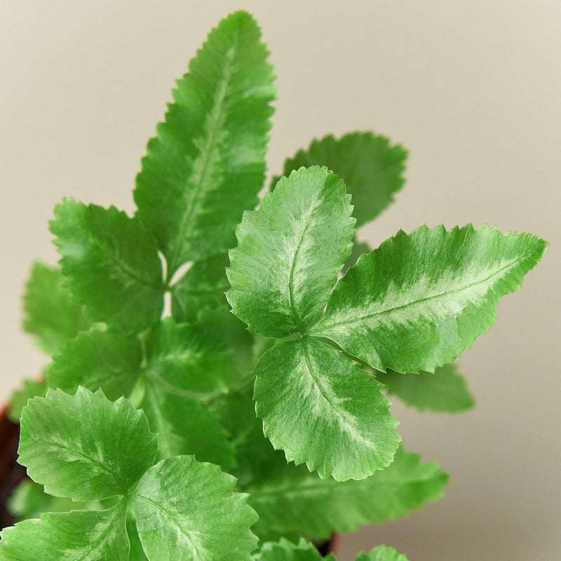Load image into Gallery viewer, Pteris Cretica 'Albo Fern'
