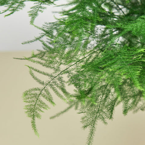 Fern 'Asparagus', additional product view 2
