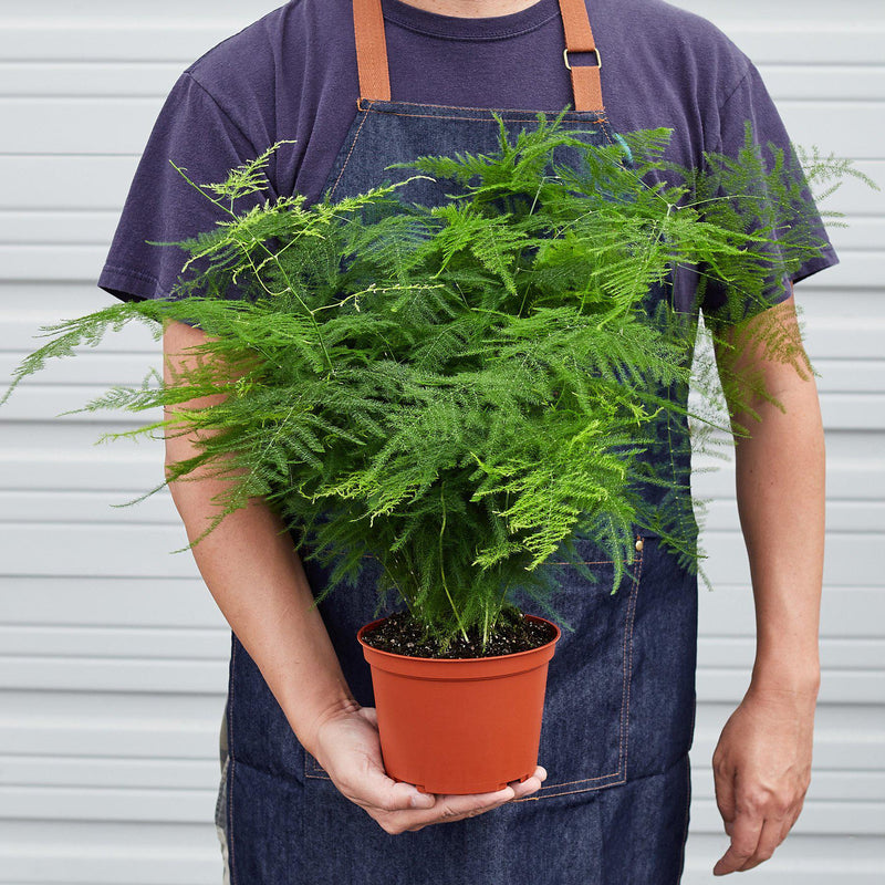 Load image into Gallery viewer, Fern 'Asparagus'
