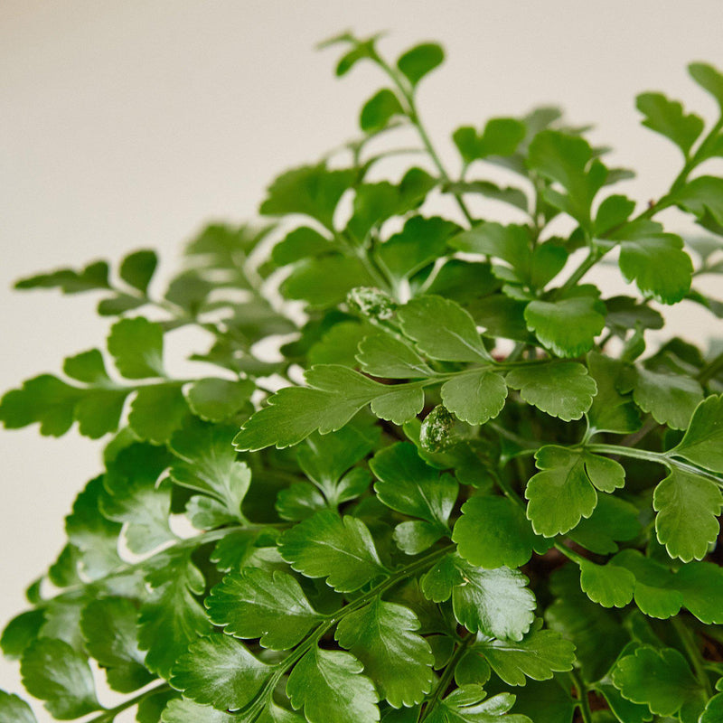 Load image into Gallery viewer, Austral Gem Fern
