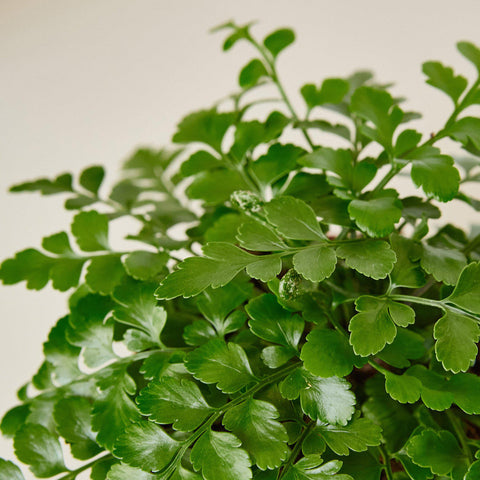 Austral Gem Fern, additional product view 2