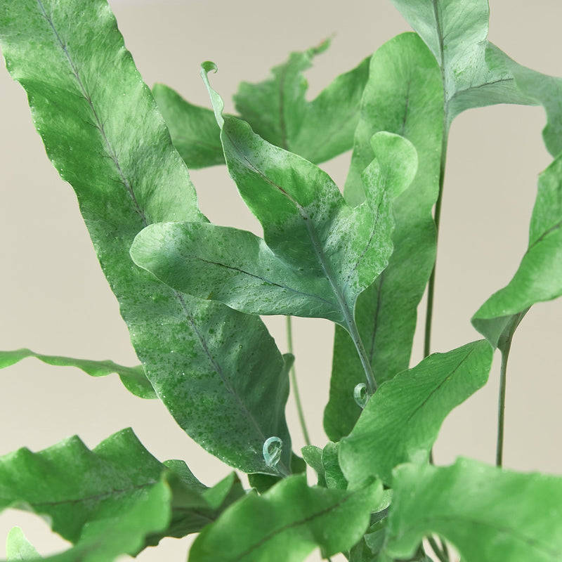 Load image into Gallery viewer, Fern 'Blue Star'

