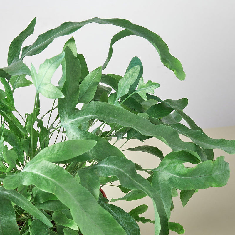 Load image into Gallery viewer, Fern 'Blue Star'
