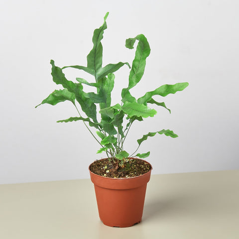 Blue Star fern