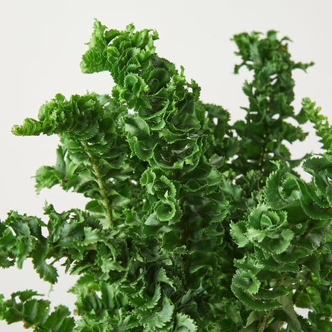 Fern 'Emina', detail view
