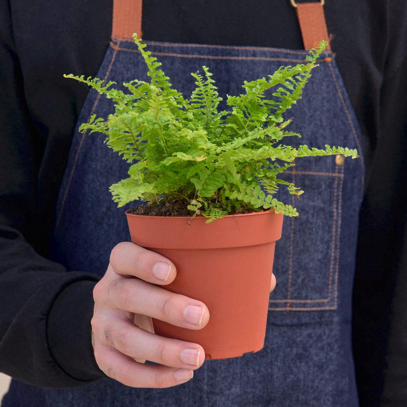 Load image into Gallery viewer, Cotton Candy Fern
