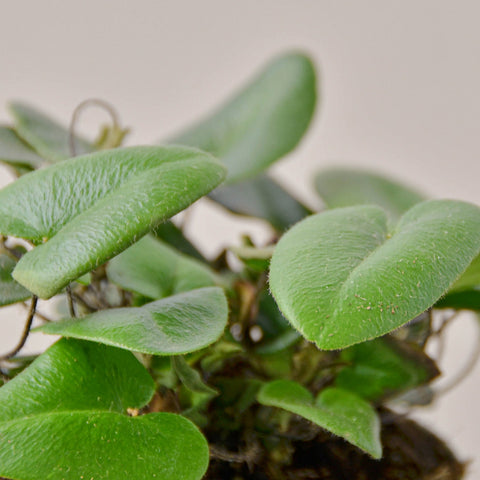 Fern 'Heart', additional product view 2
