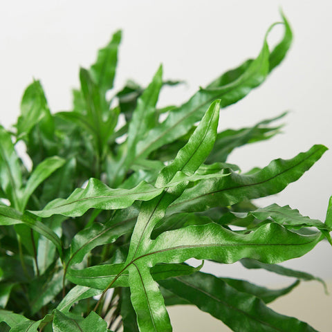 Fern 'Kangaroo Paw', additional product view 2