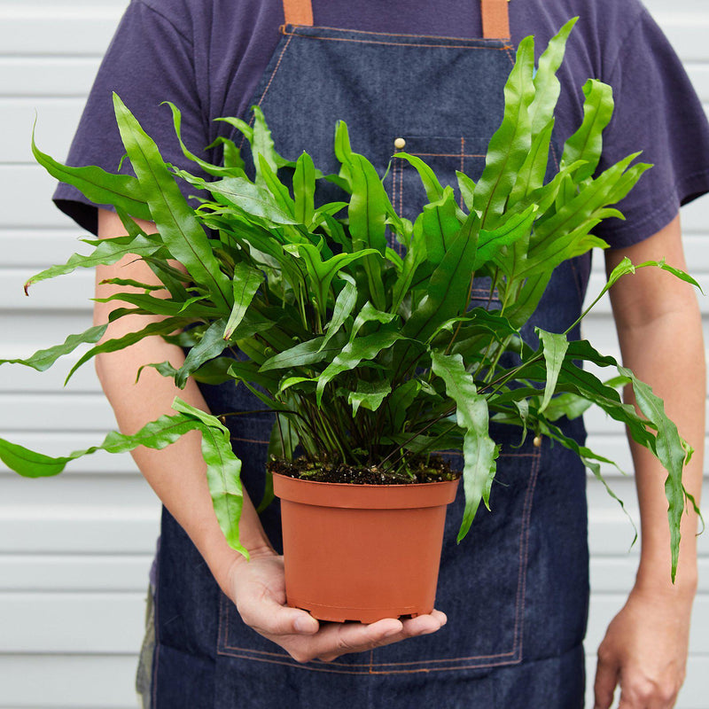 Load image into Gallery viewer, Fern 'Kangaroo Paw'
