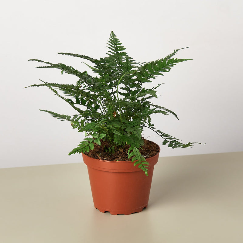 Load image into Gallery viewer, Korean Rock Fern
