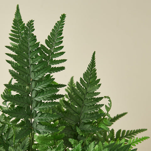 Korean Rock Fern, detail view