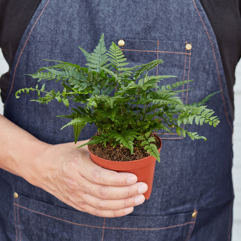 Load image into Gallery viewer, Korean Rock Fern
