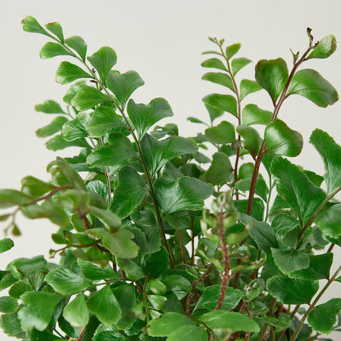 Mahogany Fern, detail view
