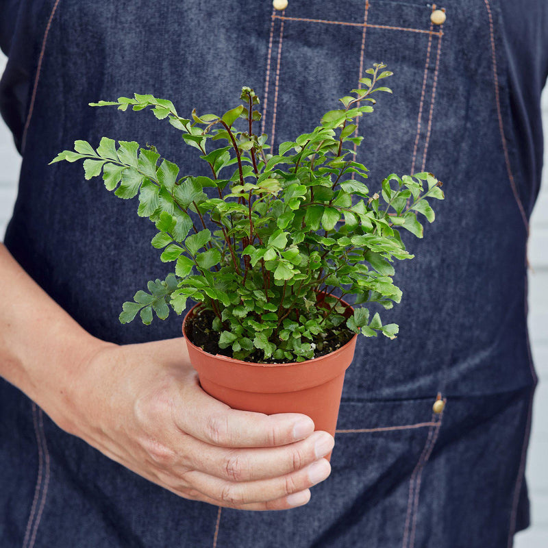Load image into Gallery viewer, Mahogany Fern
