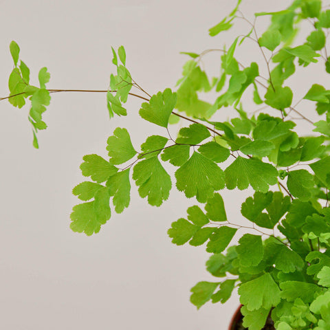 Maidenhair Fern, additional product view 2