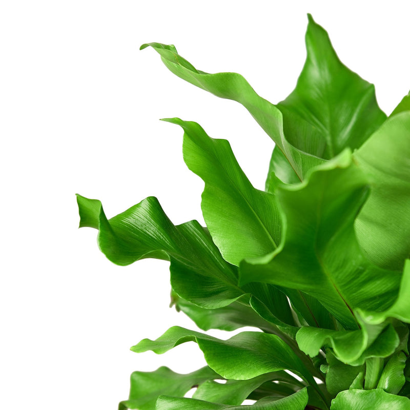 Load image into Gallery viewer, Bird's Nest 'Nidus' Fern
