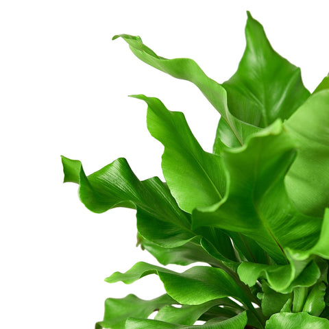 Bird's Nest 'Nidus' Fern, detail view