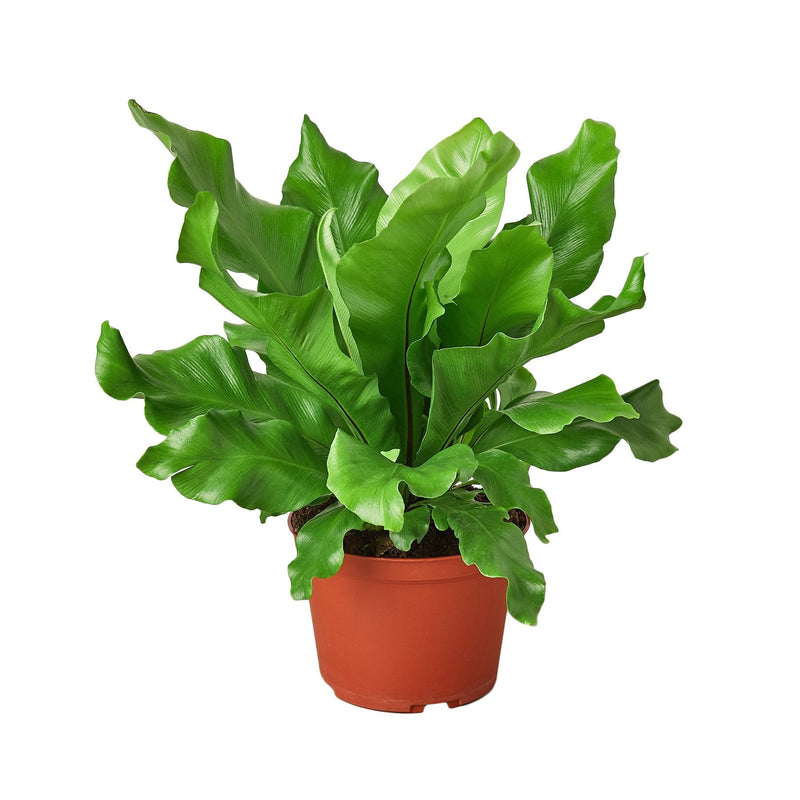 Load image into Gallery viewer, Bird's Nest 'Nidus' Fern
