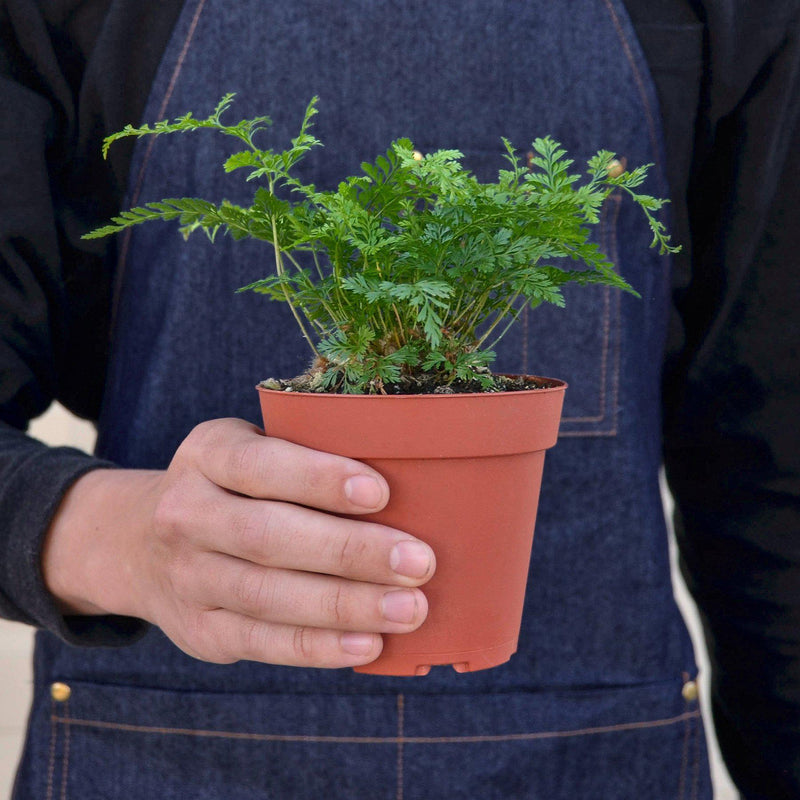 Load image into Gallery viewer, Rabbit's Foot Fern
