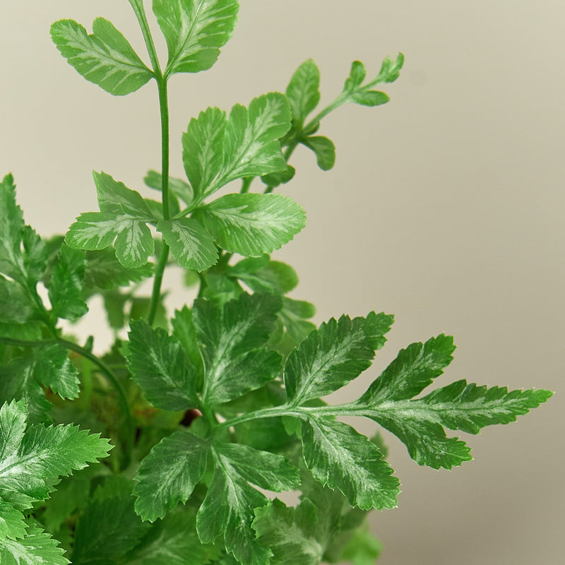 Load image into Gallery viewer, Fern 'Silver Lace'
