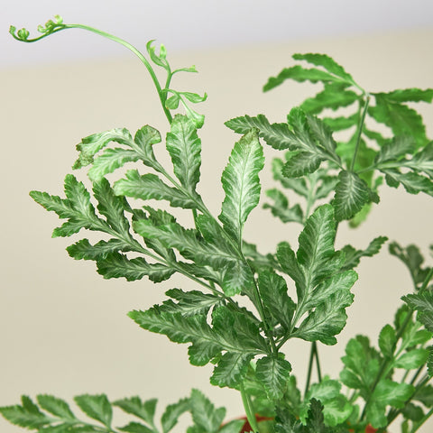 Fern 'Silver Lace', detail view