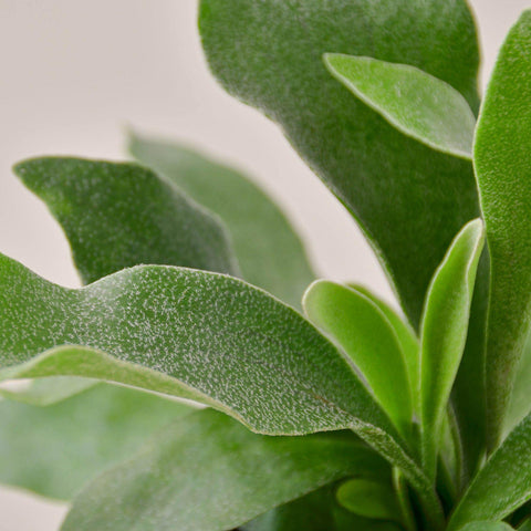 Staghorn Fern, additional product view 2