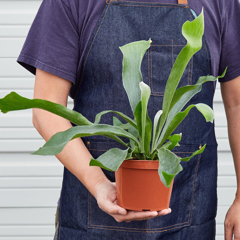 Load image into Gallery viewer, Staghorn Fern
