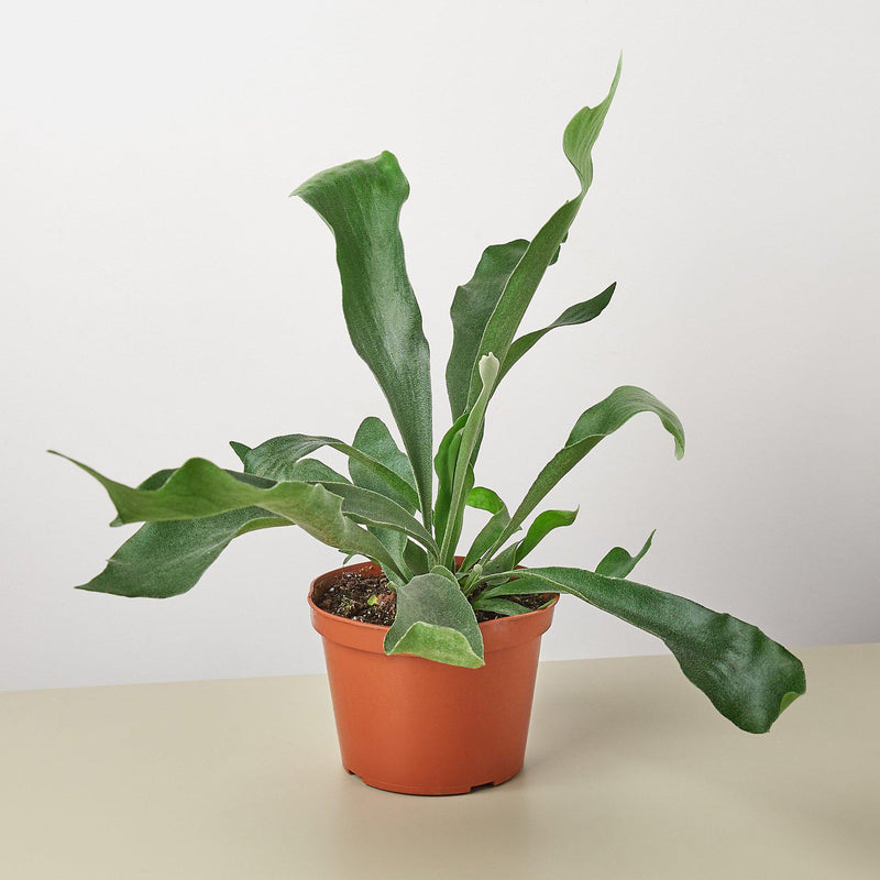 Load image into Gallery viewer, Staghorn Fern
