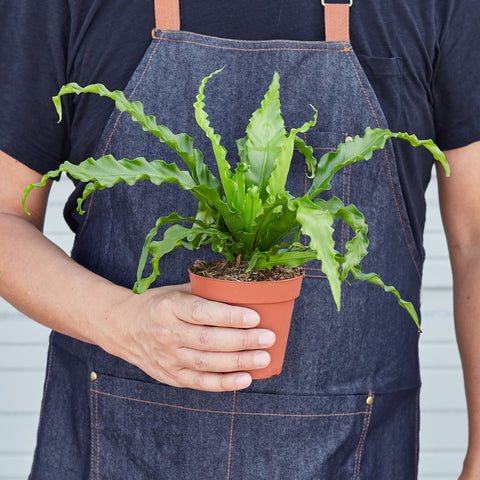 Bird's Nest 'Victoria' Fern, additional product view 2