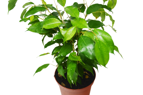 Ficus Benjamina