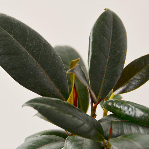 Ficus Elastica 'Burgundy', additional product view 2