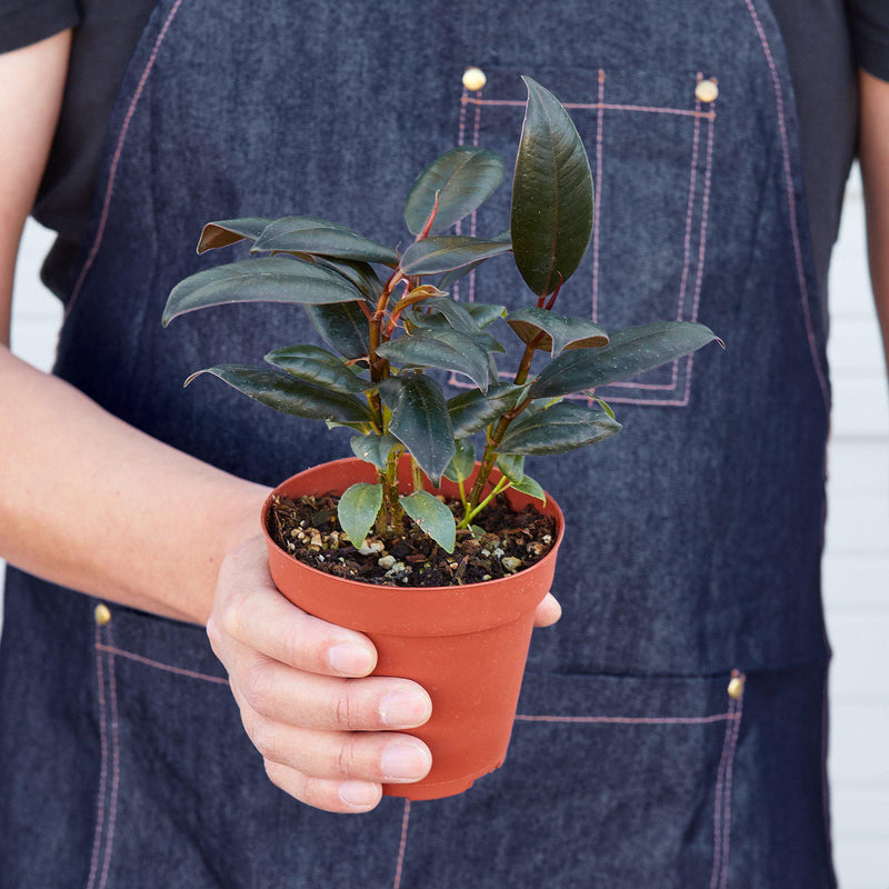 Load image into Gallery viewer, Ficus Elastica 'Burgundy'
