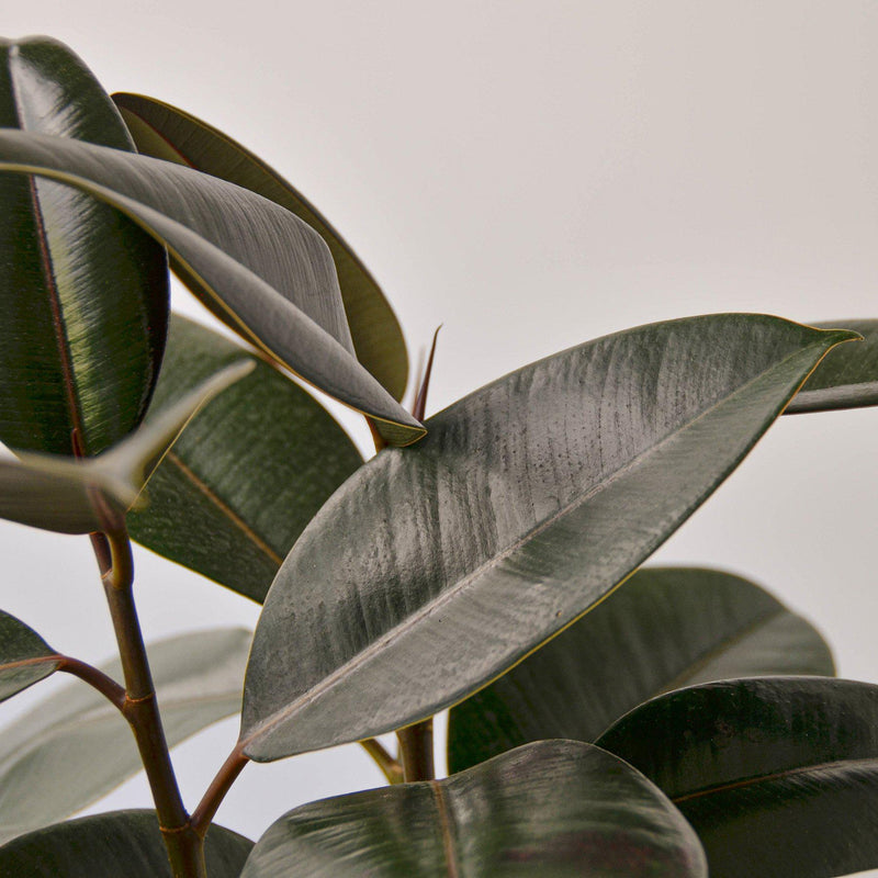 Load image into Gallery viewer, Ficus Elastica 'Burgundy'
