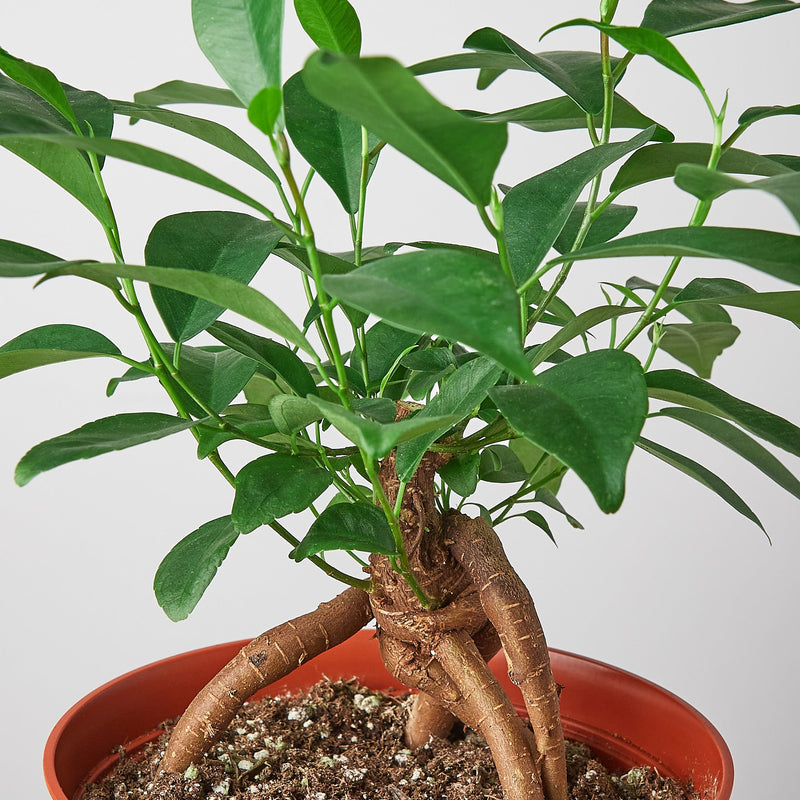 Load image into Gallery viewer, Ficus 'Ginseng'
