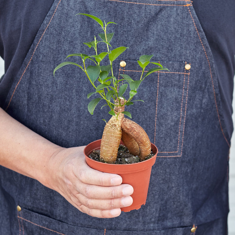 Load image into Gallery viewer, Ficus 'Ginseng'
