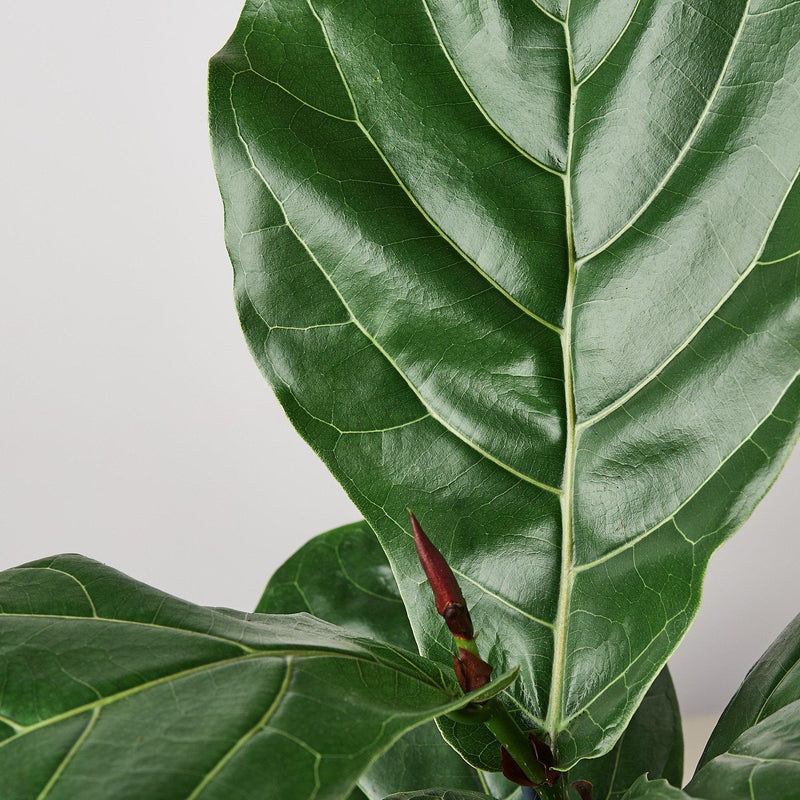 Load image into Gallery viewer, Ficus Lyrata 'Fiddle Leaf Fig'
