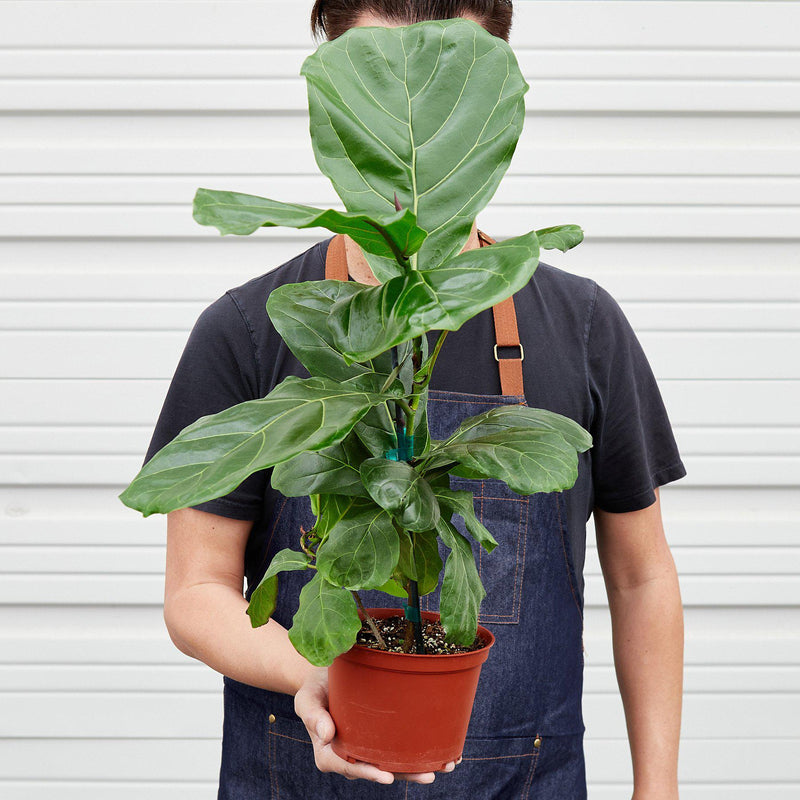 Load image into Gallery viewer, Ficus Lyrata 'Fiddle Leaf Fig'
