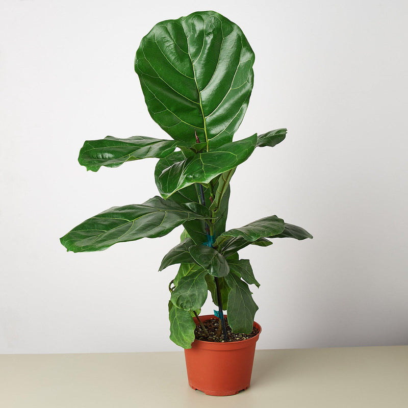 Load image into Gallery viewer, Ficus Lyrata 'Fiddle Leaf Fig'

