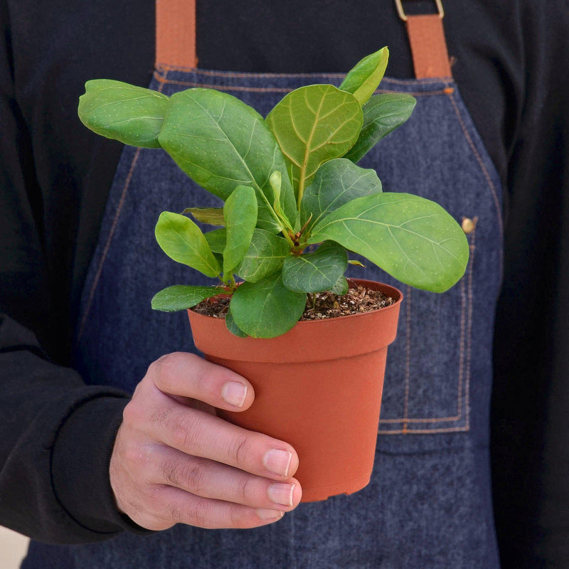 Load image into Gallery viewer, Ficus Lyrata 'Fiddle Leaf Fig'
