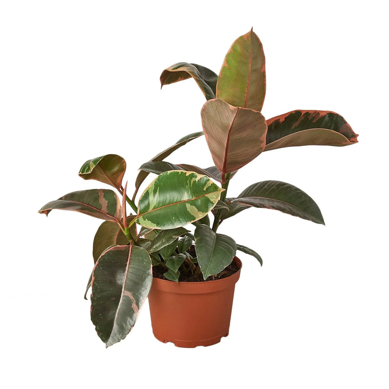 Load image into Gallery viewer, Ficus Elastica 'Ruby Pink'
