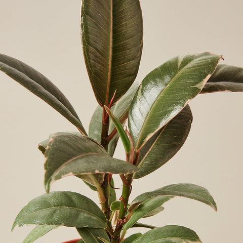 Ficus Elastica 'Tineke', additional product view 2